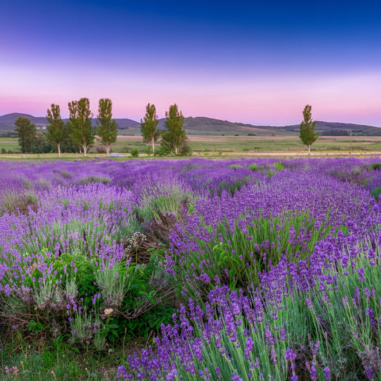 Lavender field with a pink sky at sunset