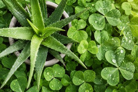 June Fragrance of the Month: Green Clover & Aloe BBW Type