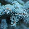 Close-up of blue-green pine needles with a blurred background