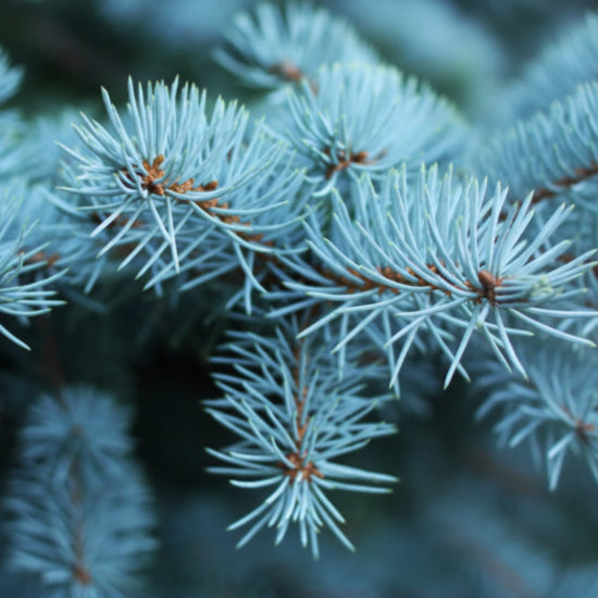 Close-up of blue-green pine needles with a blurred background