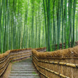 Pathway through a bamboo forest with a thatched roof walkway.