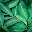 Close-up of green leaves with a focus on texture and color.