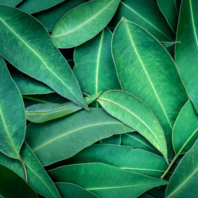 Close-up of green leaves with a focus on texture and color.