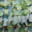 Close-up of eucalyptus leaves with a blue background