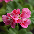 Close-up of three pink flowers with a blurred green background