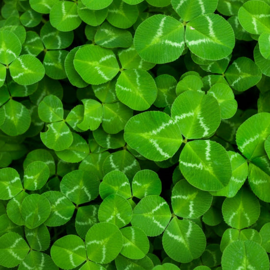 Close-up of green leaves with white veins