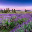 Lavender field with a pink sky at sunset