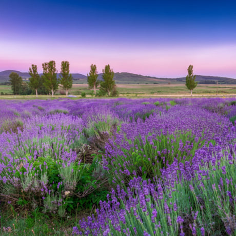 Lavender field with a pink sky at sunset
