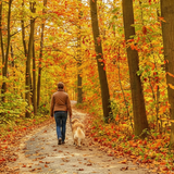 Person walking a dog through a colorful autumn forest