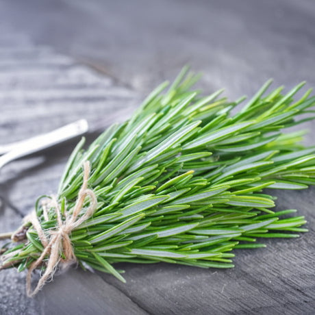 Bunch of fresh green rosemary tied with twine on a dark surface with scissors.