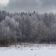 A winter landscape showing a snow-covered field in the foreground and a dense forest covered in white frost or snow under a cloudy gray sky.