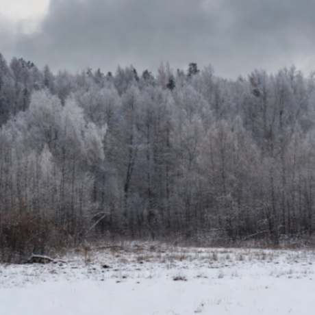 A winter landscape showing a snow-covered field in the foreground and a dense forest covered in white frost or snow under a cloudy gray sky.