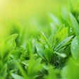 Close-up of green leaves with a blurred green background