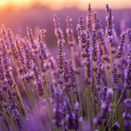 Black Amber & Lavender Fragrance Oil