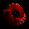 dramatic picture of red poppy flower on black background.  