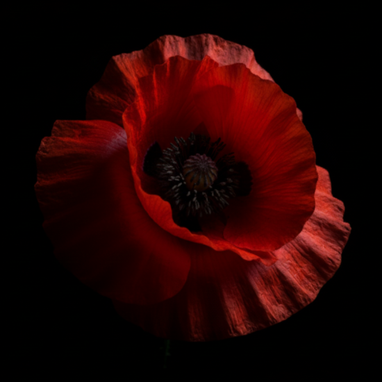 dramatic picture of red poppy flower on black background.  