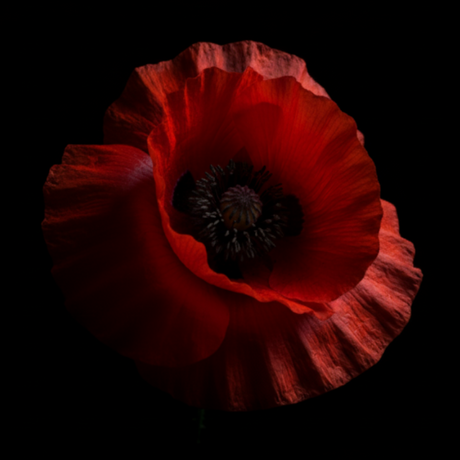 dramatic picture of red poppy flower on black background.  