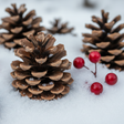 close up of pinecones in the snow. with little red berries scattered
