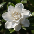Close-up of a white gardenia flower with green leaves in the background