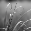 Close-up of vetiver grass blades with a blurred background. grey monotone