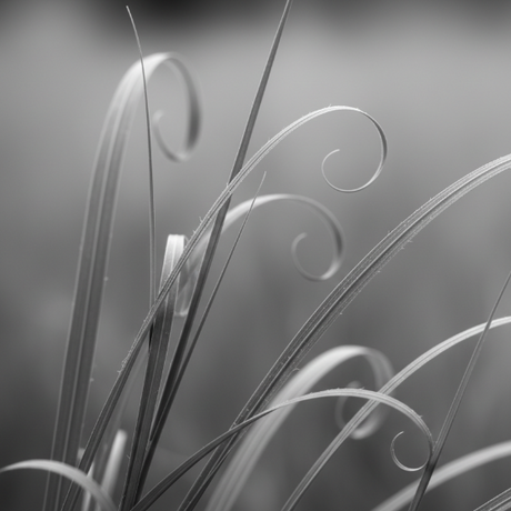 Close-up of vetiver grass blades with a blurred background. grey monotone