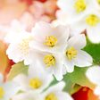 Close-up of white flowers with yellow centers on a blurred background