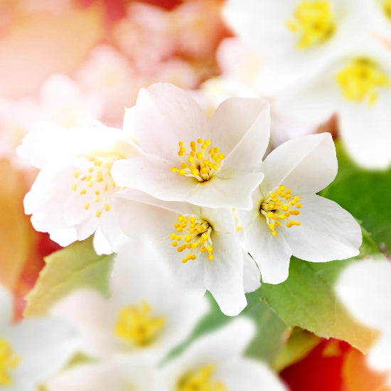 Close-up of white flowers with yellow centers on a blurred background