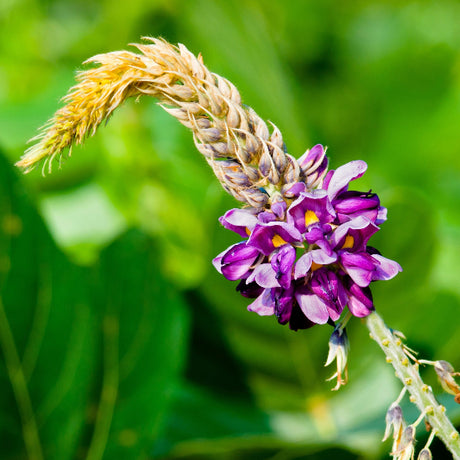Kudzu flower with yellow center on a green background