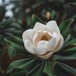 close up of southern magnolia flower with green leaves shown.