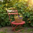 antique bright red metal chair with a basket of muscadines against a green leafy background of muscadine vines on a sunny southern summer afternoon