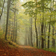 Misty forest with a path covered in fallen leaves