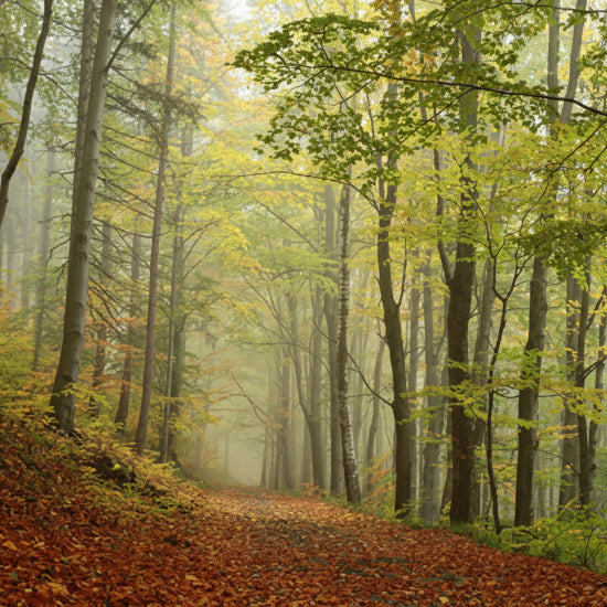 Misty forest with a path covered in fallen leaves