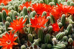 Baja Cactus Blossom BBW Type