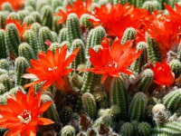 Baja Cactus Blossom BBW Type