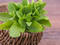 Peppermint (Redist) EO, Certified 100% Pure
