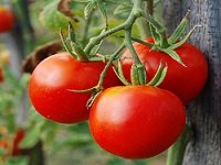 Vine Ripened Tomato