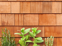 Red Cedar Type