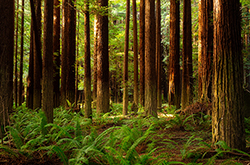 Redwood & Cedar