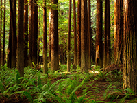 Redwood & Cedar