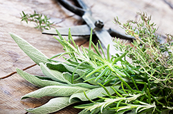 Rosemary Sage