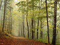 Woods & Earth Type